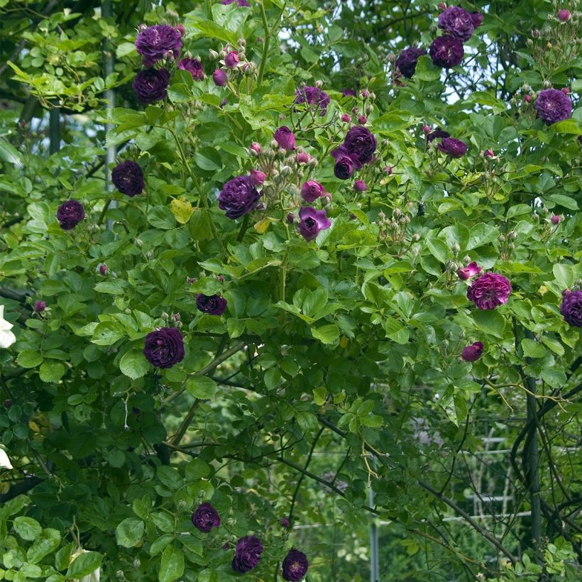 Rosier Bleu Magenta - Rosier grimpant ancien (Port)