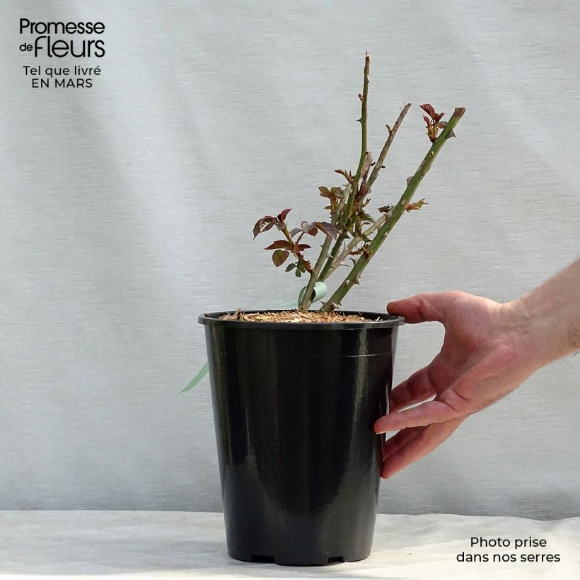 Spécimen de Rosier David Austin Abraham Darby Pot de 4L/5L tel que livré au printemps