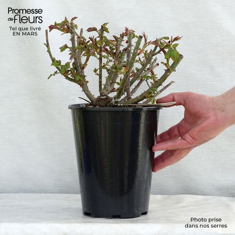 Spécimen de Rosier David Austin Benjamin Britten Pot de 4L/5L tel que livré au printemps
