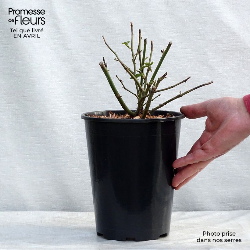 Spécimen de Rosier David Austin Claire Austin Pot de 4L/5L tel que livré au printemps