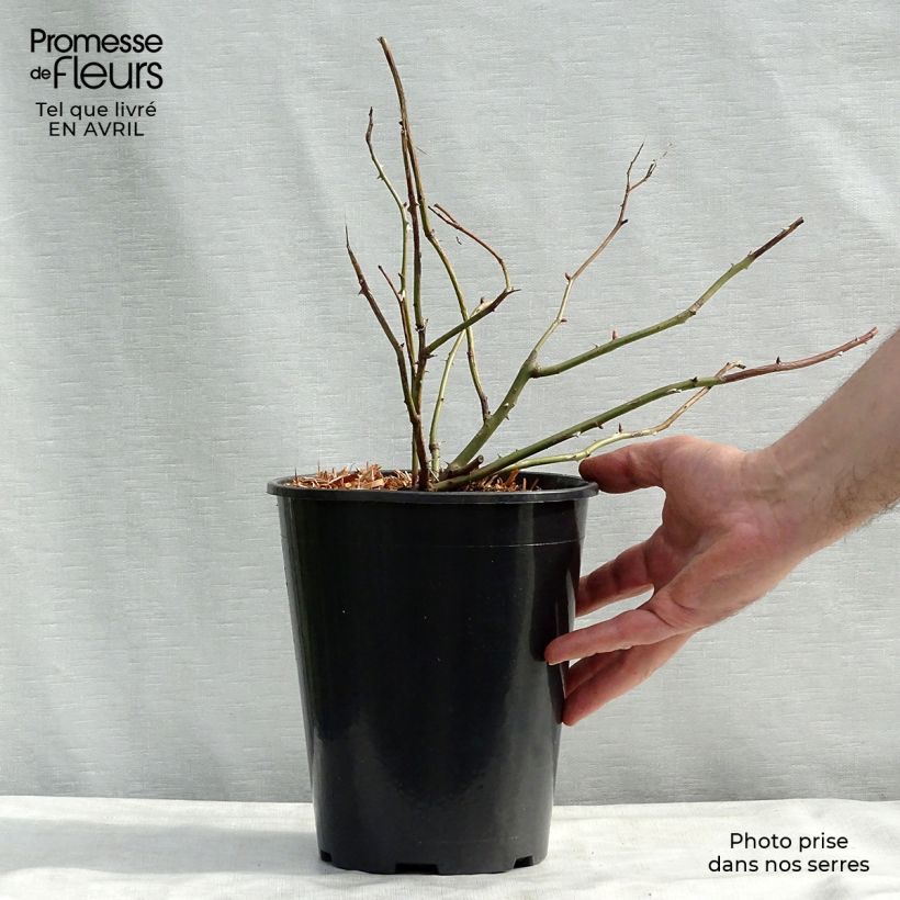 Spécimen de Rosier David Austin Crown Princess Margareta Pot de 4L/5L tel que livré au printemps