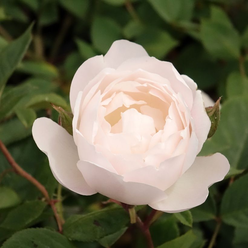 Rosier David Austin Desdemona  (Floraison)