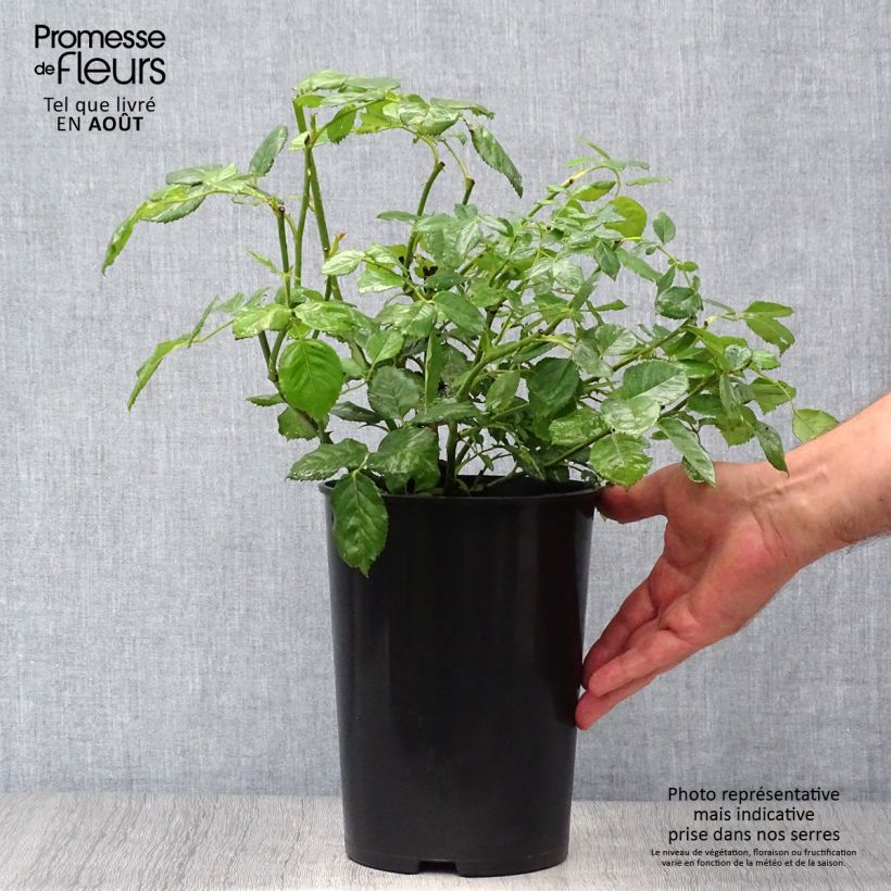 Spécimen de Rosier David Austin Golden Celebration Pot de 4L/5L tel que livré en été
