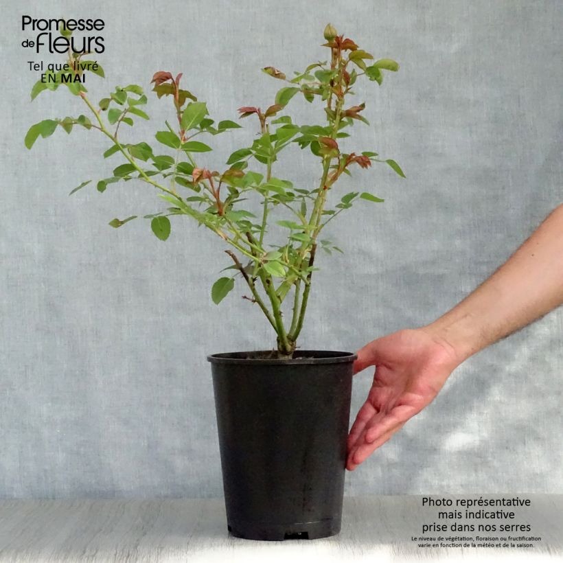 Spécimen de Rosier David Austin Graham Thomas  Pot de 4L/5L tel que livré au printemps
