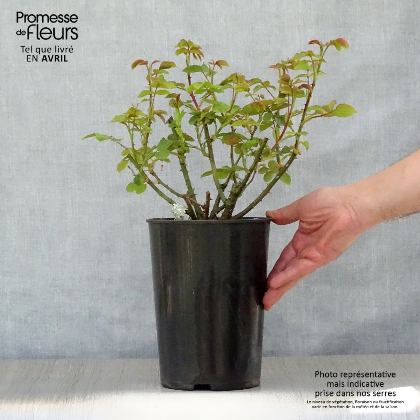 Spécimen de Rosier David Austin Imogen Pot de 4L/5L tel que livré au printemps