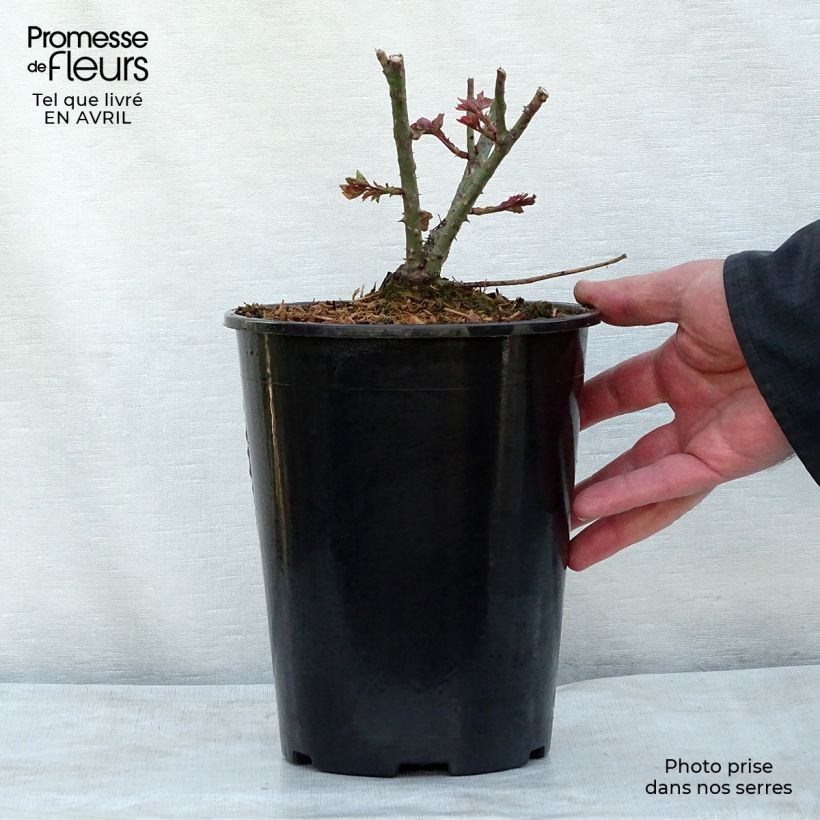 Spécimen de Rosier David Austin LD Braithwaite  Pot de 4L/5L tel que livré au printemps