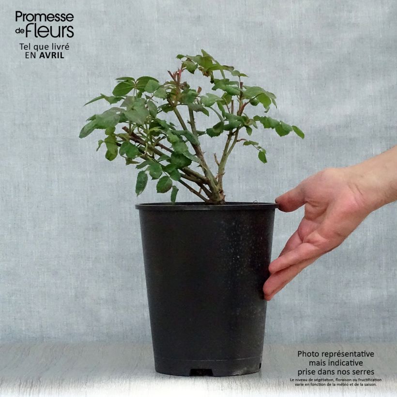 Example of Rosier David Austin Lady Emma Hamilton  Pot de 4L/5L as you get in printemps