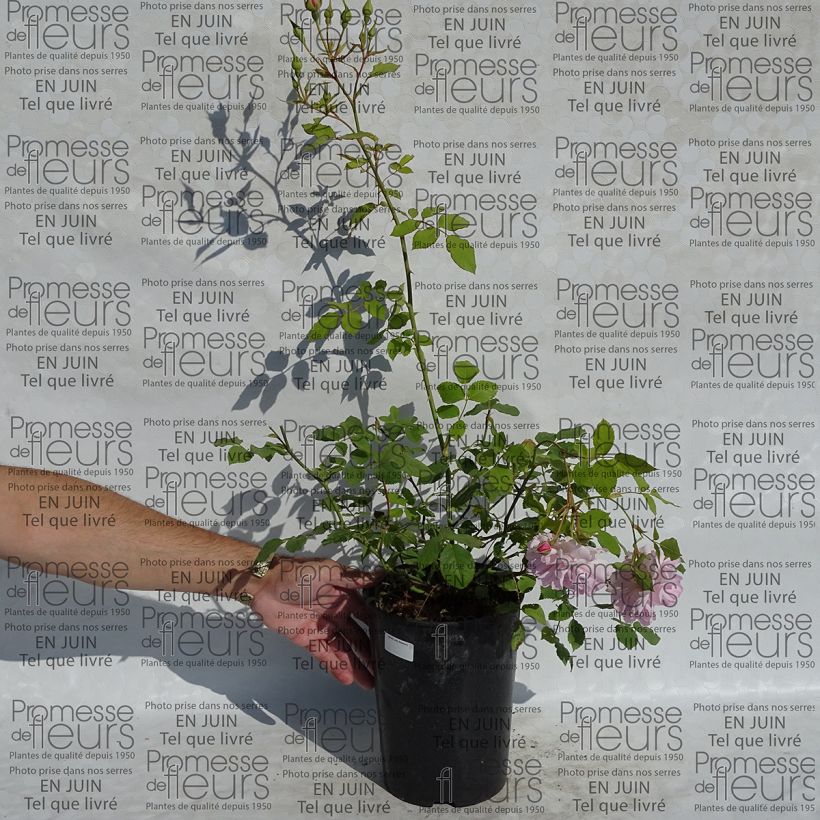 Exemple de spécimen de Rosier David Austin Lady Salisbury Pot de 4L/5L tel que livré