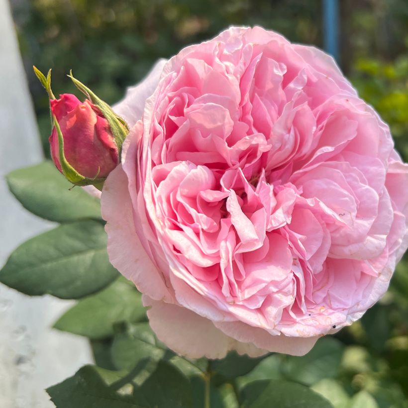 Rosier David Austin Mary Rose (Floraison)