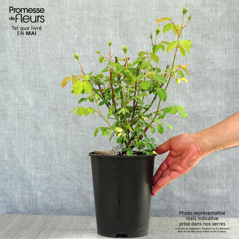 Spécimen de Rosier David Austin Molineux Pot de 4L/5L tel que livré au printemps