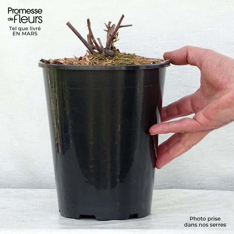 Spécimen de Rosier David Austin Olivia Rose Austin  Pot de 4L/5L tel que livré au printemps