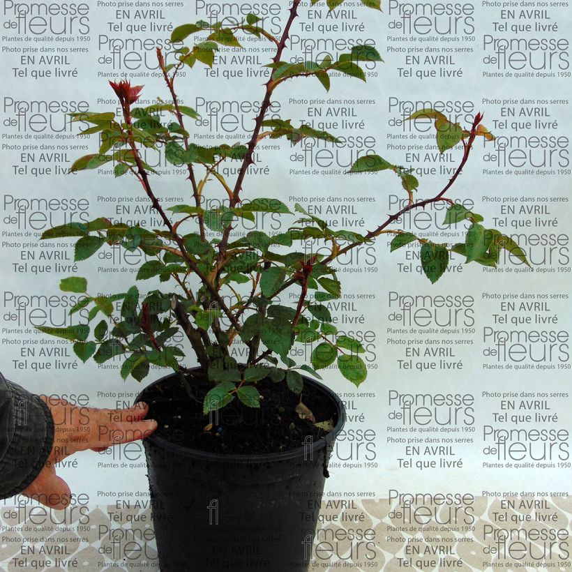 Exemple de spécimen de Rosier David Austin Pat Austin Pot de 4L/5L tel que livré