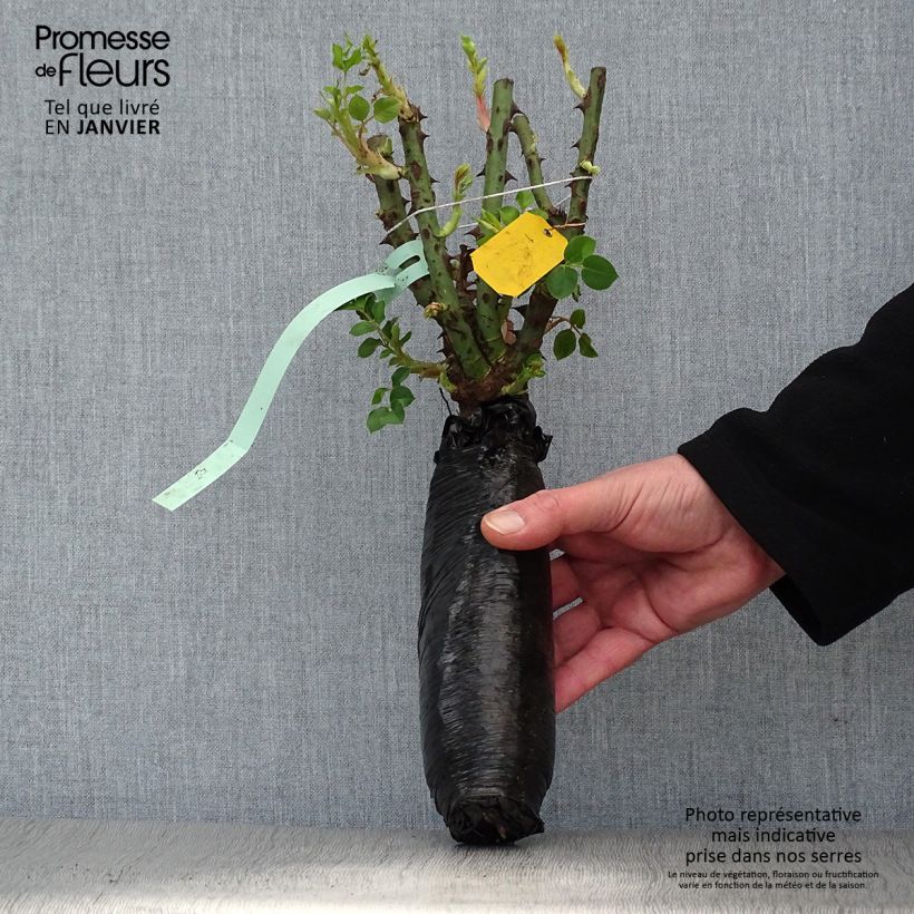 Spécimen de Rosier David Austin Princess Alexandra of Kent  Racines nues en motte tel que livré en hiver