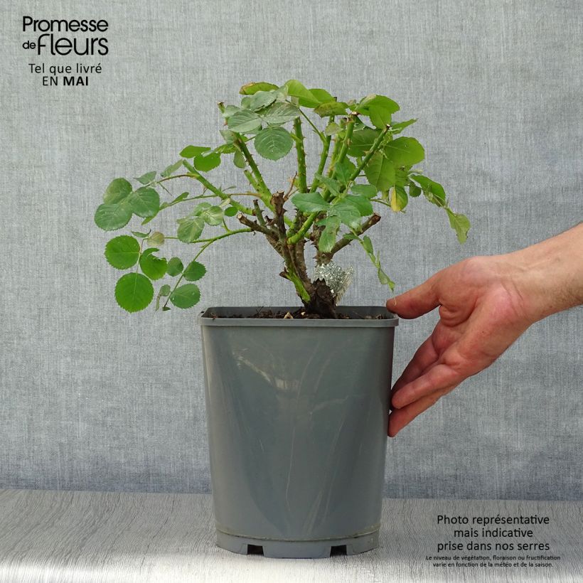 Spécimen de Rosier David Austin Princess Anne Pot de 3L/4L tel que livré au printemps