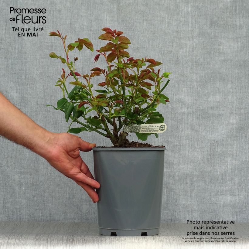 Example of Rosier David Austin Roald Dahl Pot de 4L/5L as you get in printemps