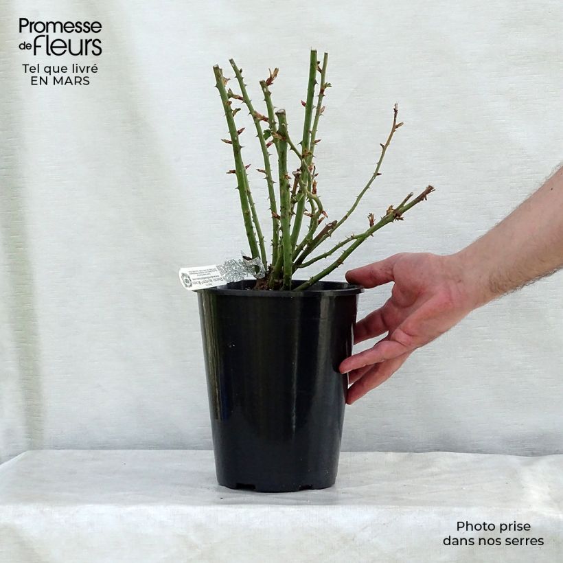 Example of Rosier David Austin Royal Jubilee Pot de 4L/5L as you get in printemps