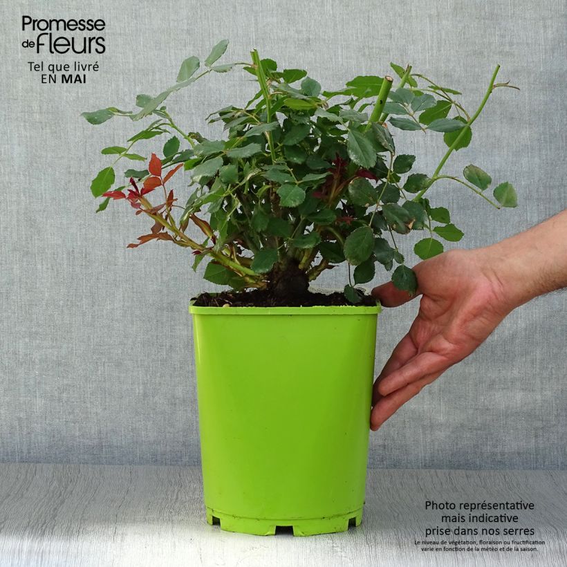 Example of Rosier David Austin Sir John Betjeman  Pot de 4L/5L as you get in printemps