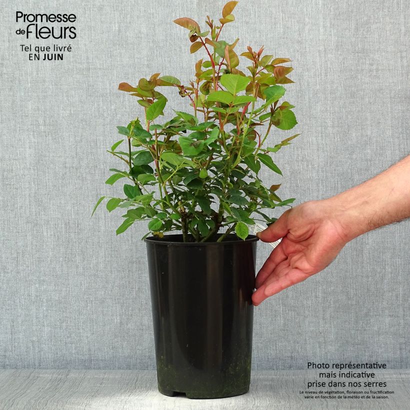 Spécimen de Rosier David Austin Teasing Georgia Pot de 4L/5L tel que livré au printemps
