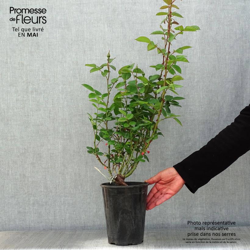 Spécimen de Rosier David Austin The Alnwick Rose Pot de 4L/5L tel que livré au printemps