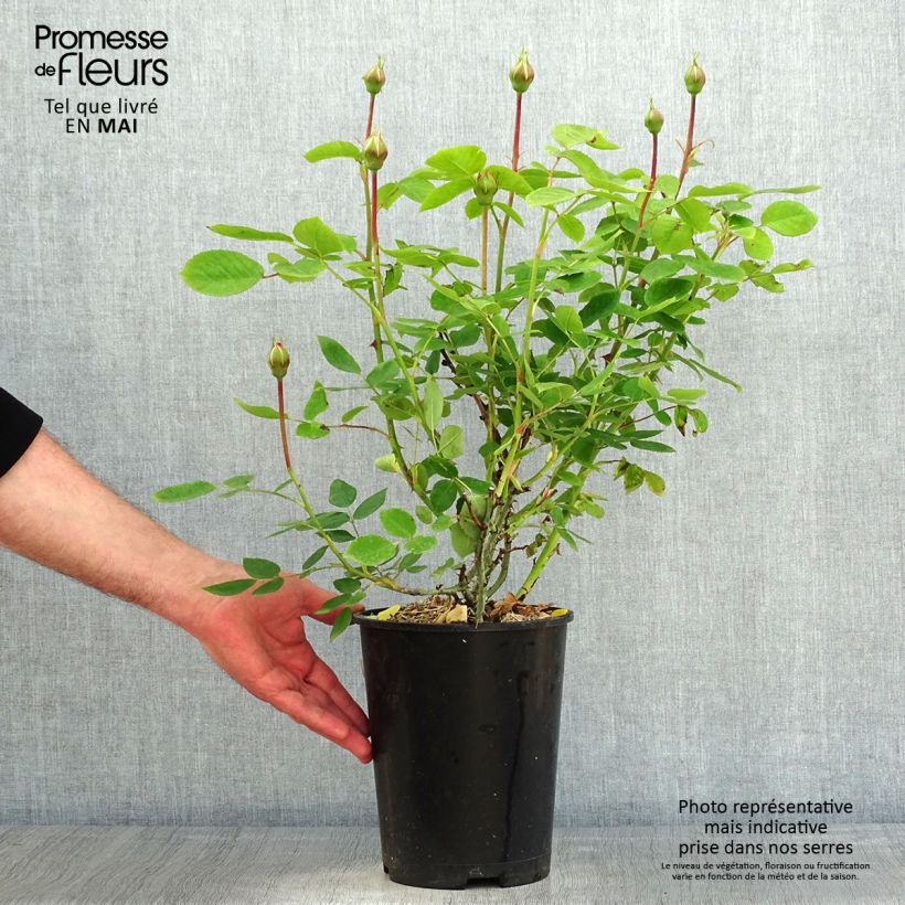 Spécimen de Rosier David Austin The Lady Gardener  Pot de 4L/5L tel que livré au printemps