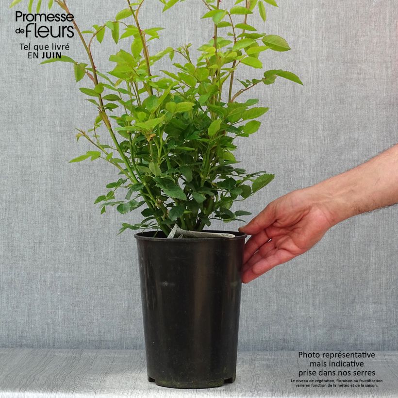 Spécimen de Rosier David Austin Tottering-by-Gently  Pot de 4L/5L tel que livré au printemps