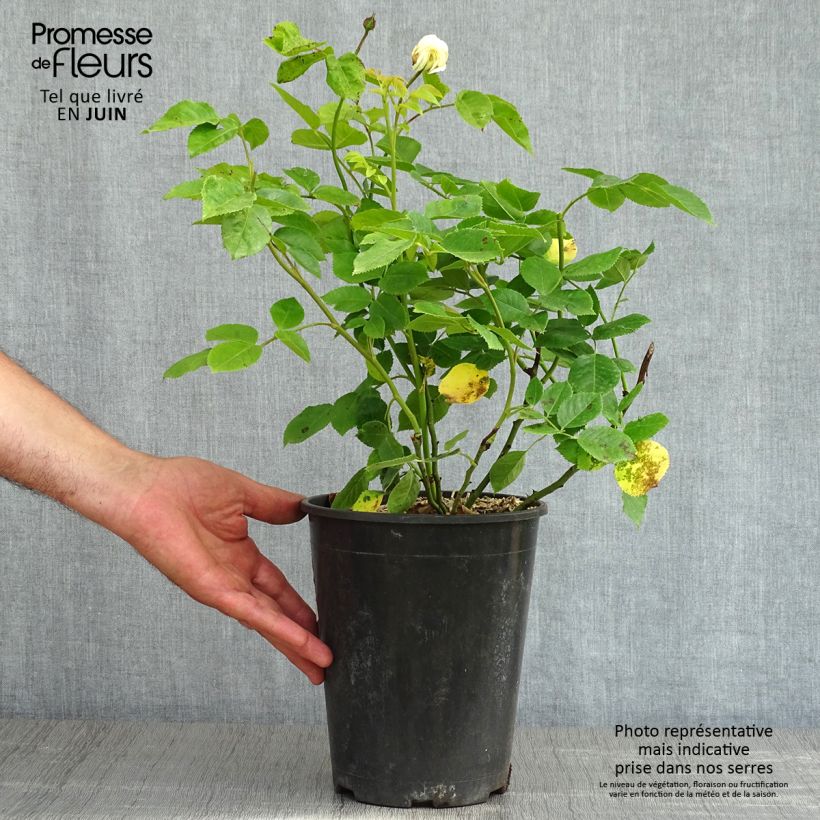 Spécimen de Rosier David Austin Tranquillity Pot de 4L/5L tel que livré au printemps