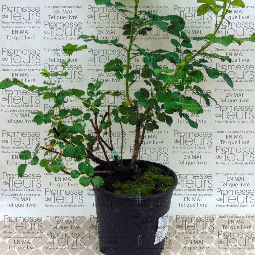 Exemple de spécimen de Rosier David Austin Wild Edric  Pot de 4L/5L tel que livré
