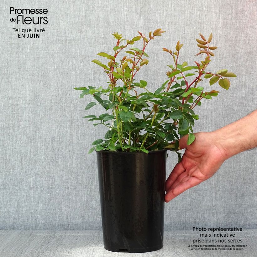 Spécimen de Rosier David Austin Wildeve Pot de 4L/5L tel que livré au printemps