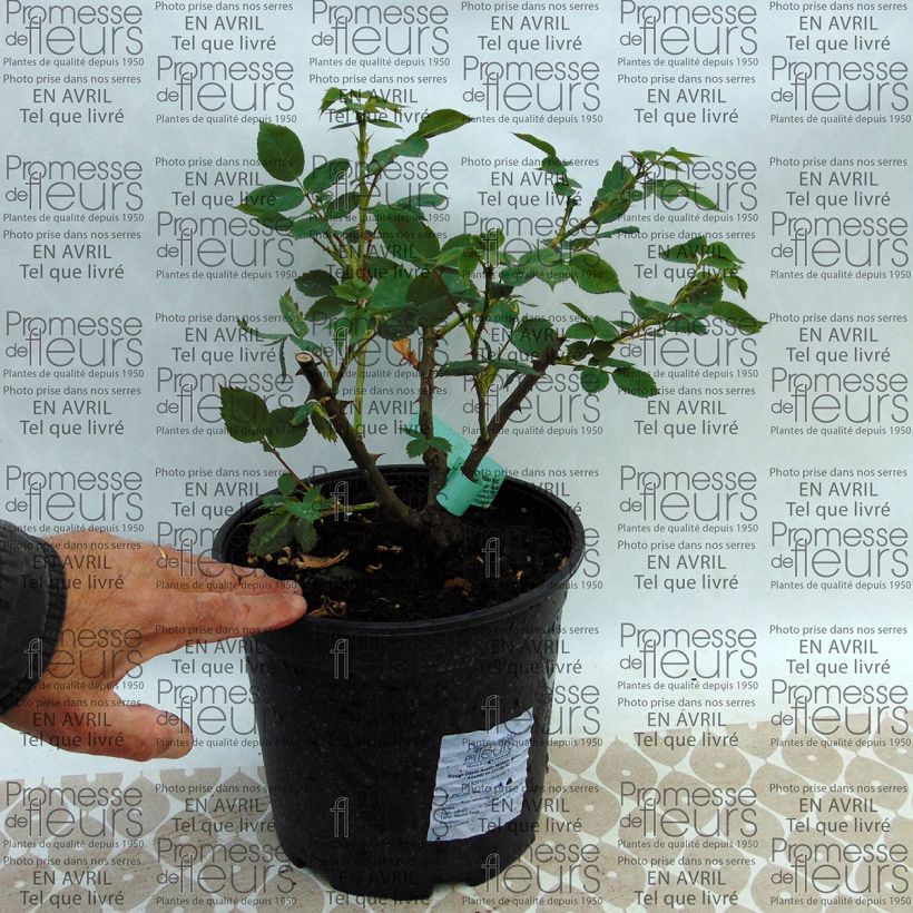 Exemple de spécimen de Rosier David Austin William Morris Pot de 4L/5L tel que livré