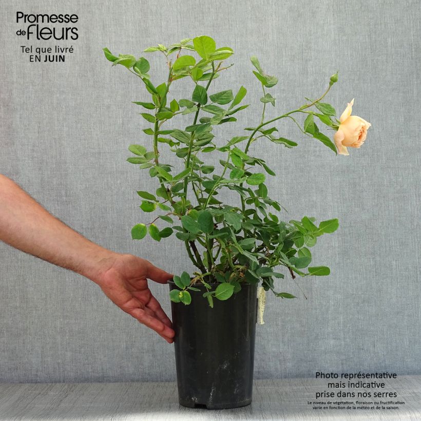 Spécimen de Rosier David Austin Wollerton Old Hall Pot de 4L/5L tel que livré au printemps