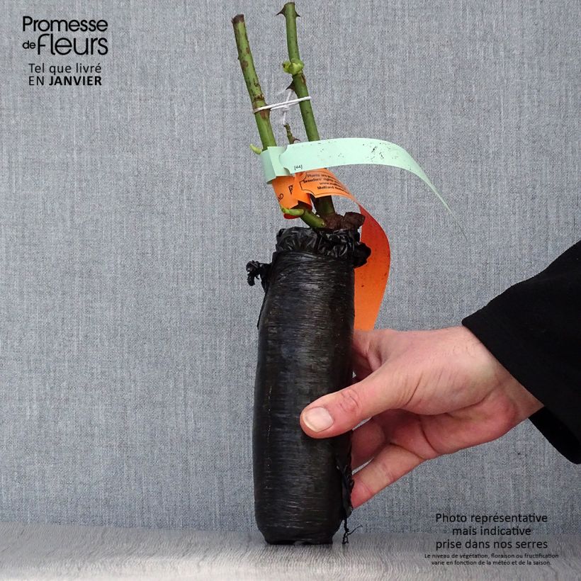 Spécimen de Rosier David Austin Young Lycidas Racines nues en motte tel que livré en hiver