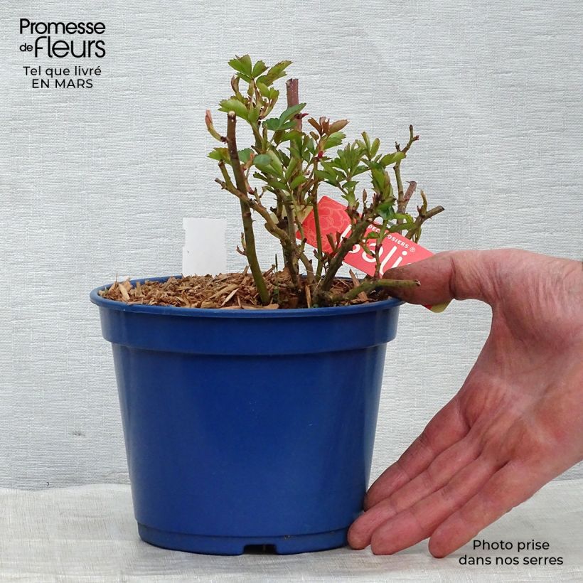 Example of Rosier Décorosiers Isalia Pot de 2L/3L as you get in printemps