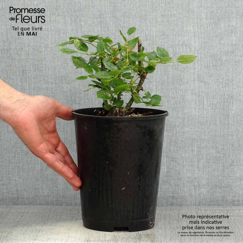 Spécimen de Rosier Décorosiers Pink Voluptia Pot de 4L/5L tel que livré au printemps