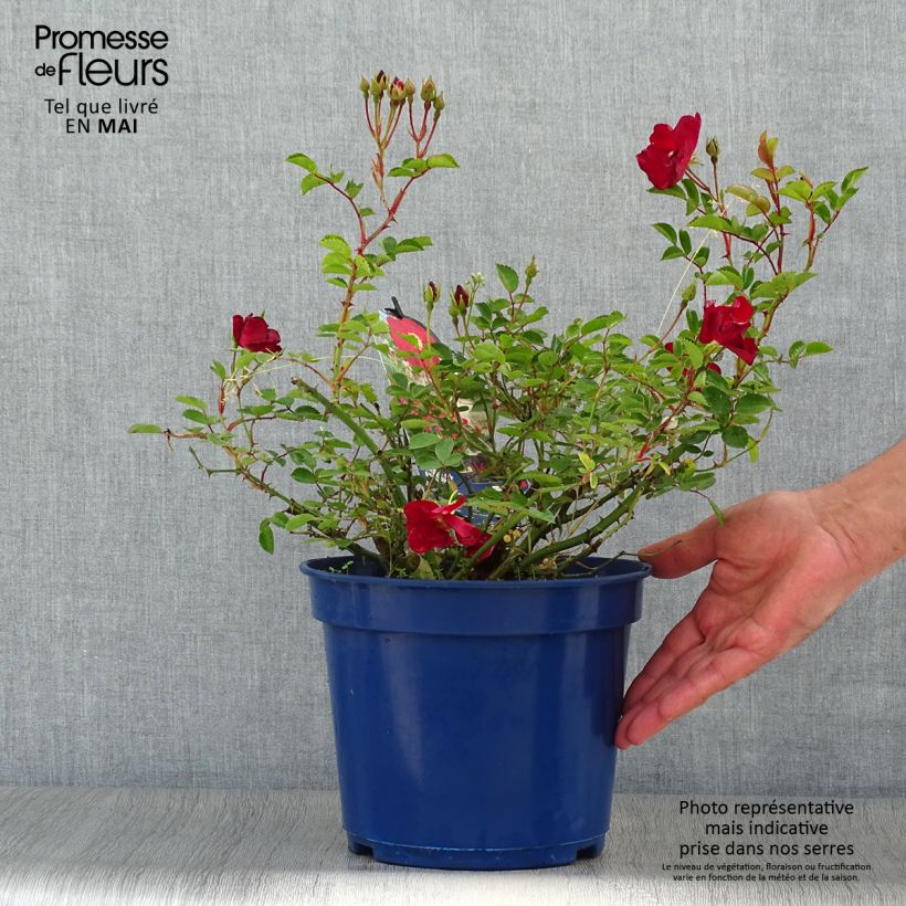 Example of Rosier Décorosiers Vesuvia Pot de 4L/5L as you get in printemps