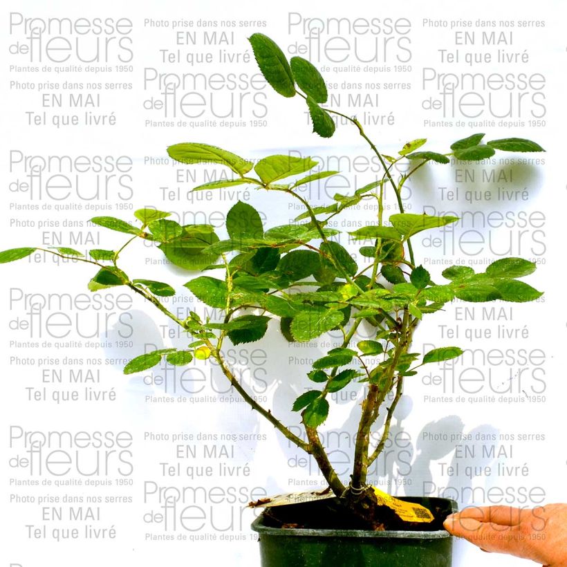 Exemple de spécimen de Rosier à grandes fleurs Eliza Pot de 4L/5L tel que livré