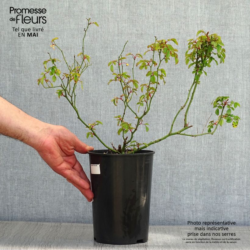 Example of Rosier Fortuna Pot de 2L/3L as you get in printemps