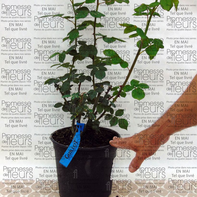 Example of Rosier Generosa Charles de Nervaux Pot de 4L/5L as you get