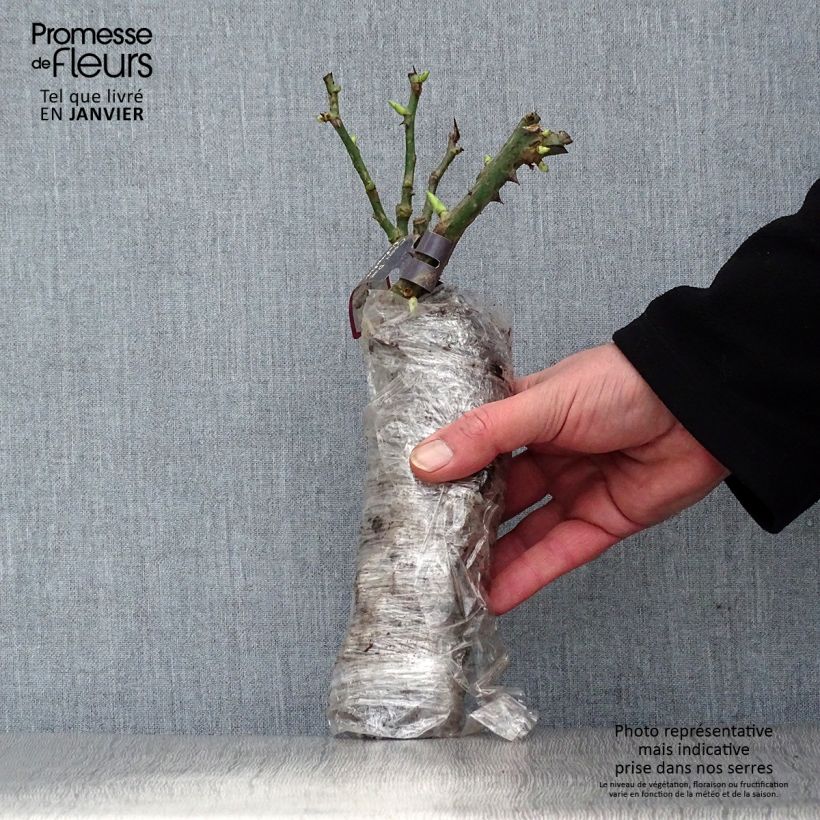 Spécimen de Rosier Generosa Institut Lumière Racines nues en motte tel que livré en hiver