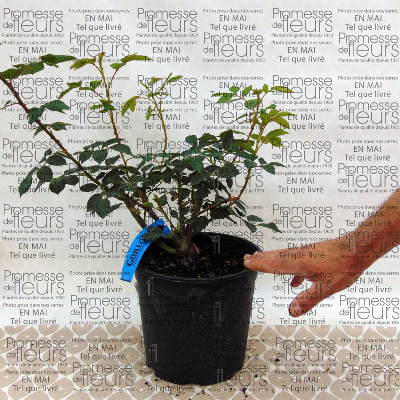 Exemple de spécimen de Rosier Generosa Sonia Rykiel Pot de 4L/5L tel que livré