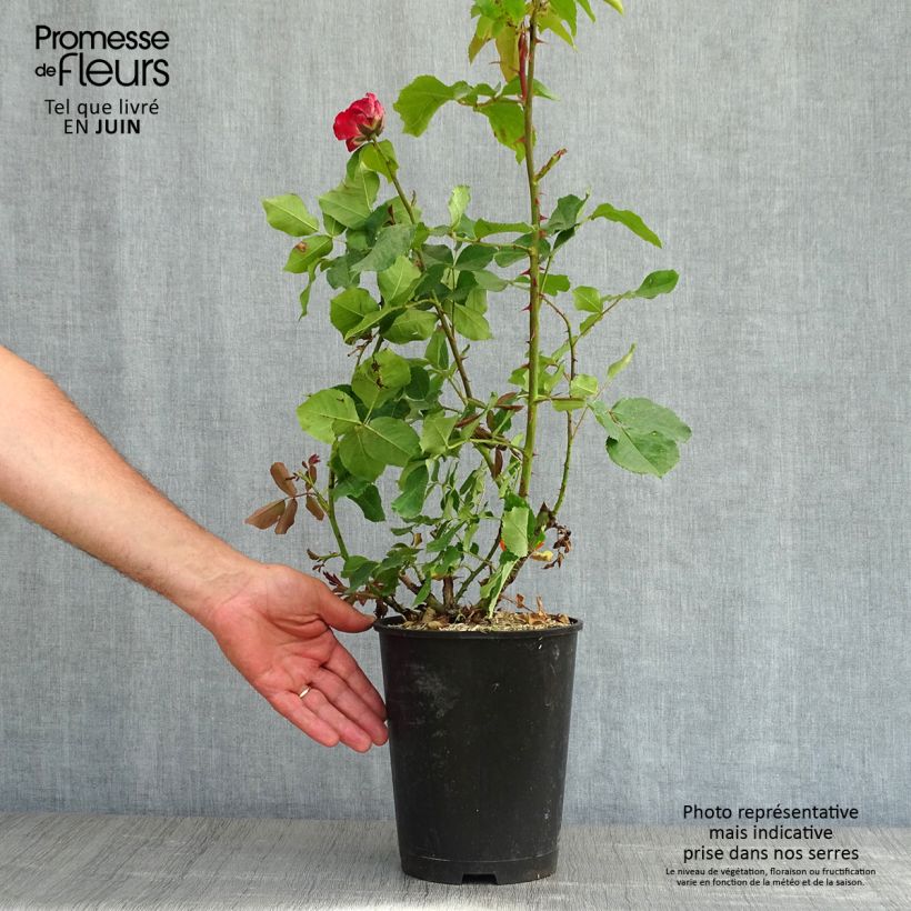 Example of Rosier Jubilé du Prince de Monaco Pot de 4L/5L as you get in printemps