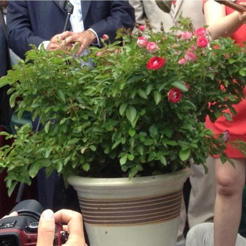 Rosier nain Lilliputs Anne Roumanoff (Plant habit)