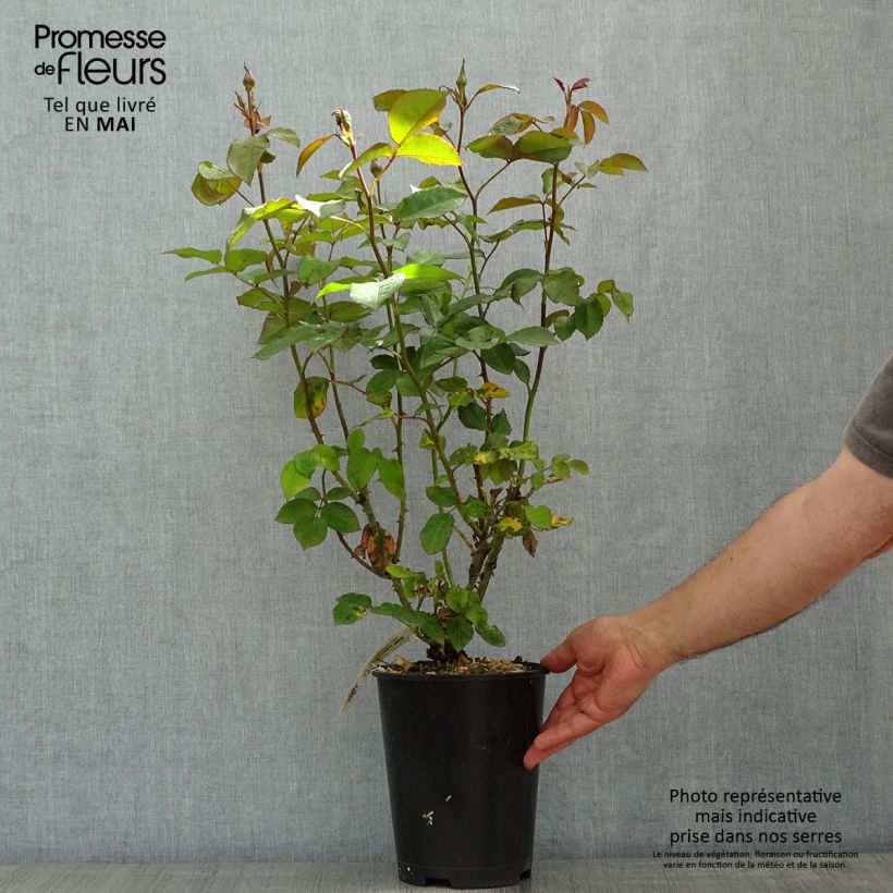 Example of Rosier Leo Ferré  Pot de 4L/5L as you get in printemps