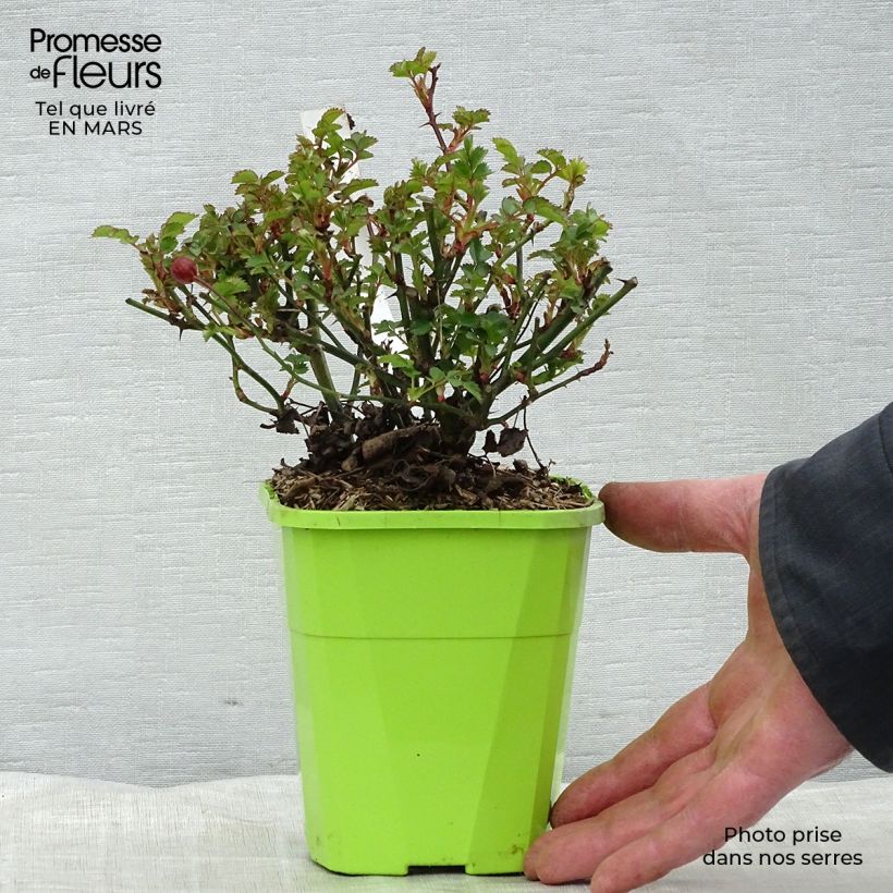 Spécimen de Rosier Nectar Garden Alexander von Humboldt Pot de 3L/4L tel que livré en hiver