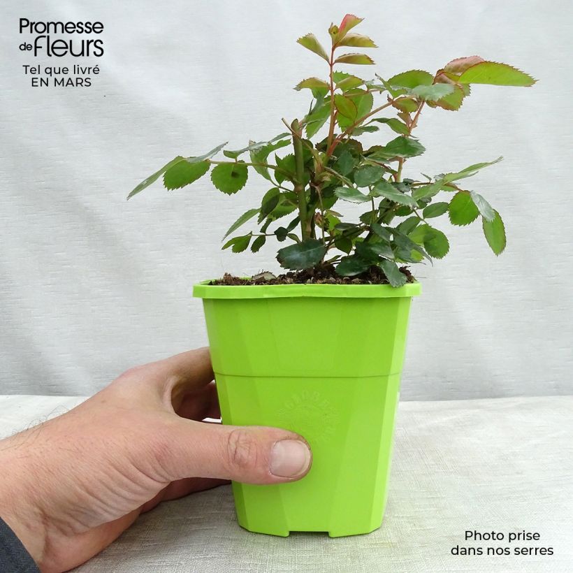 Spécimen de Rosier Nectar Garden Chabadabada Pot de 3L/4L tel que livré en hiver