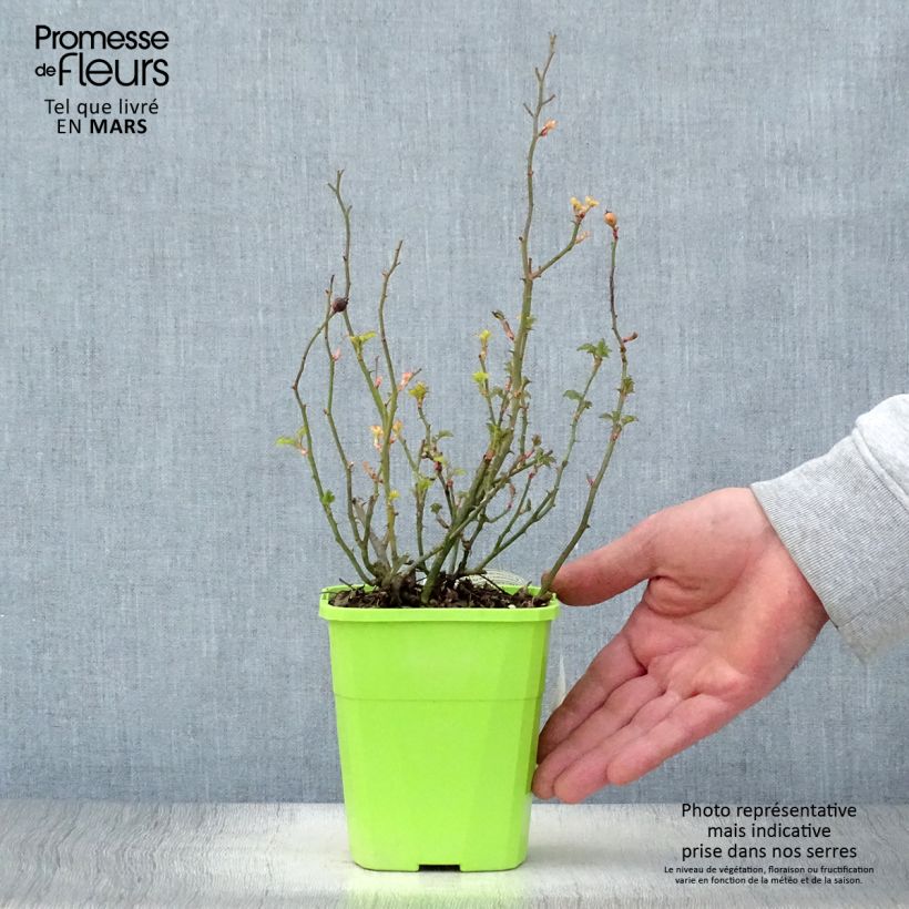Spécimen de Rosier Nectar Garden Lilliput Lupo Pot de 3L/4L tel que livré au printemps