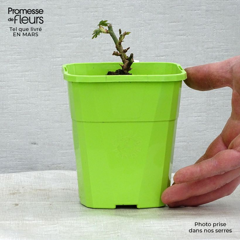 Spécimen de Rosier Parfuma Catherine de Medicis Pot de 3L/4L tel que livré au printemps