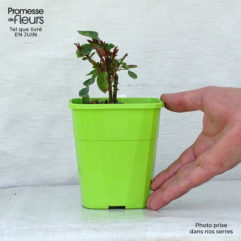 Spécimen de Rosier Parfuma Constance Mozart / La Belle Ferronnière Pot de 1,5L/2L tel que livré en été