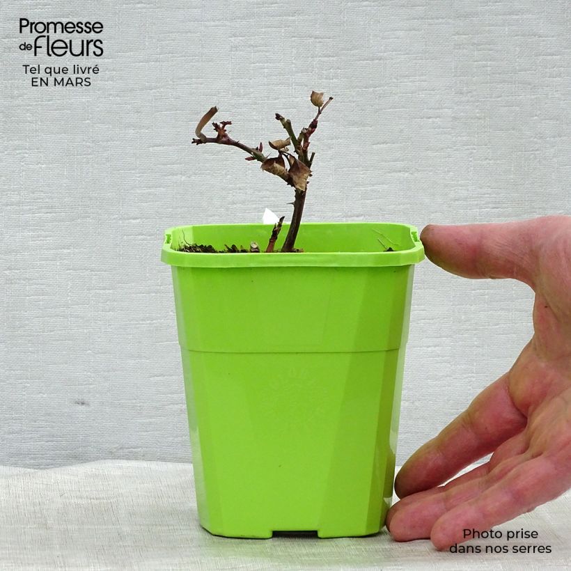 Spécimen de Rosier Parfuma Grande Duchesse Louise Pot de 4L/5L tel que livré au printemps
