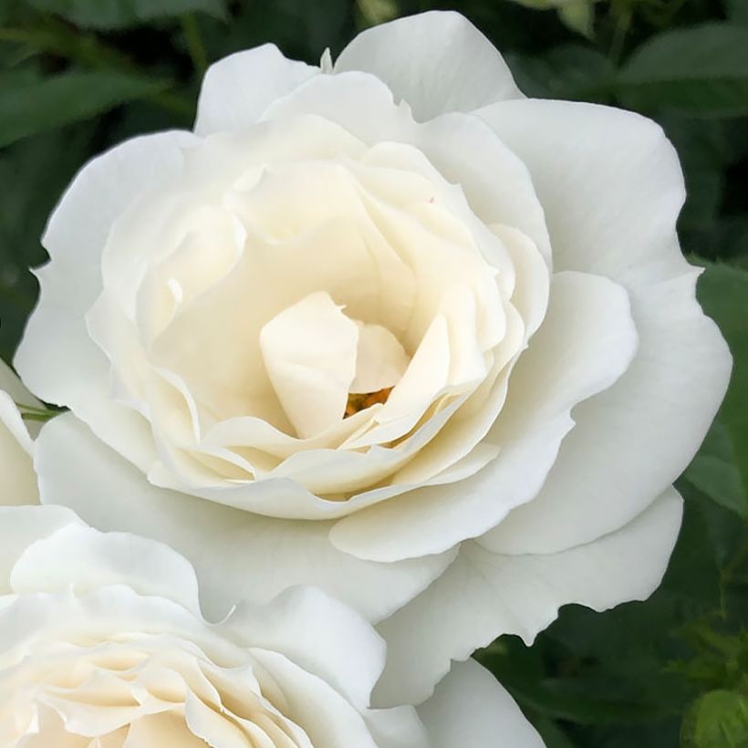 Rosier Patio Rose Baby Iceberg (Floraison)