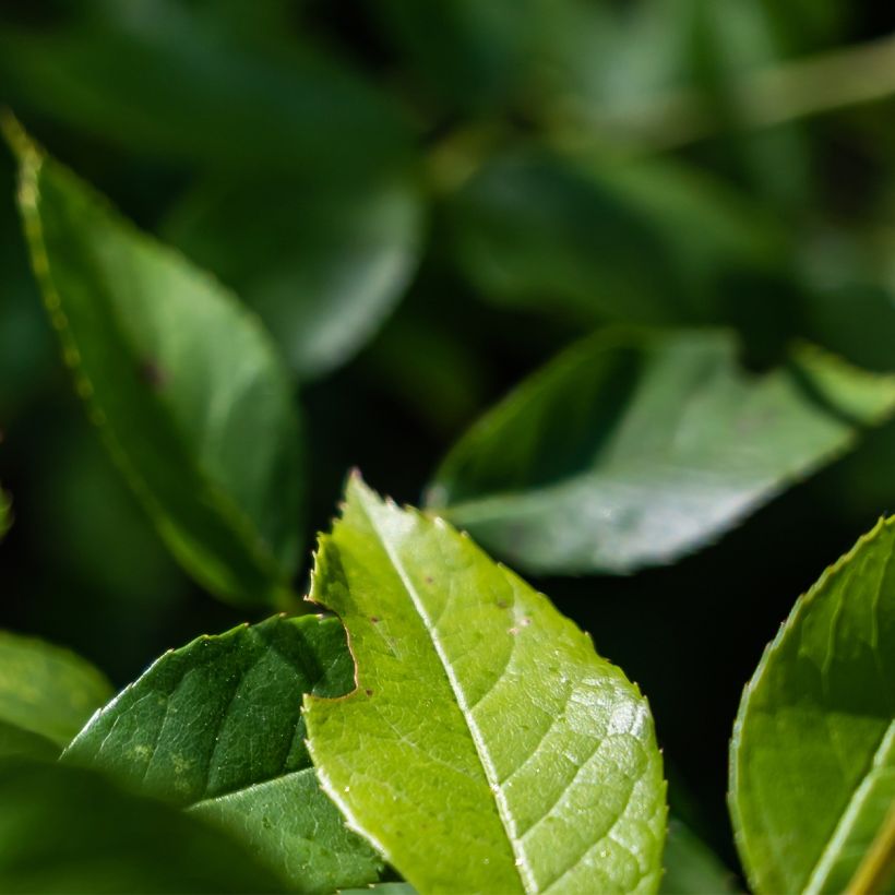 Rosier Patio Rose Baby Iceberg (Feuillage)